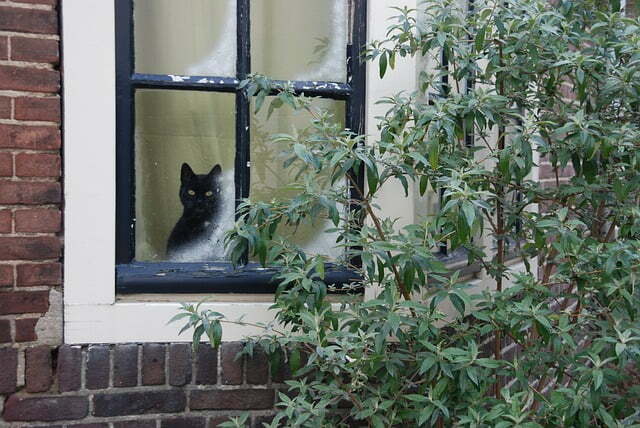 Hinter einem befrosteten Fenster sitzt eine schwarze Katze