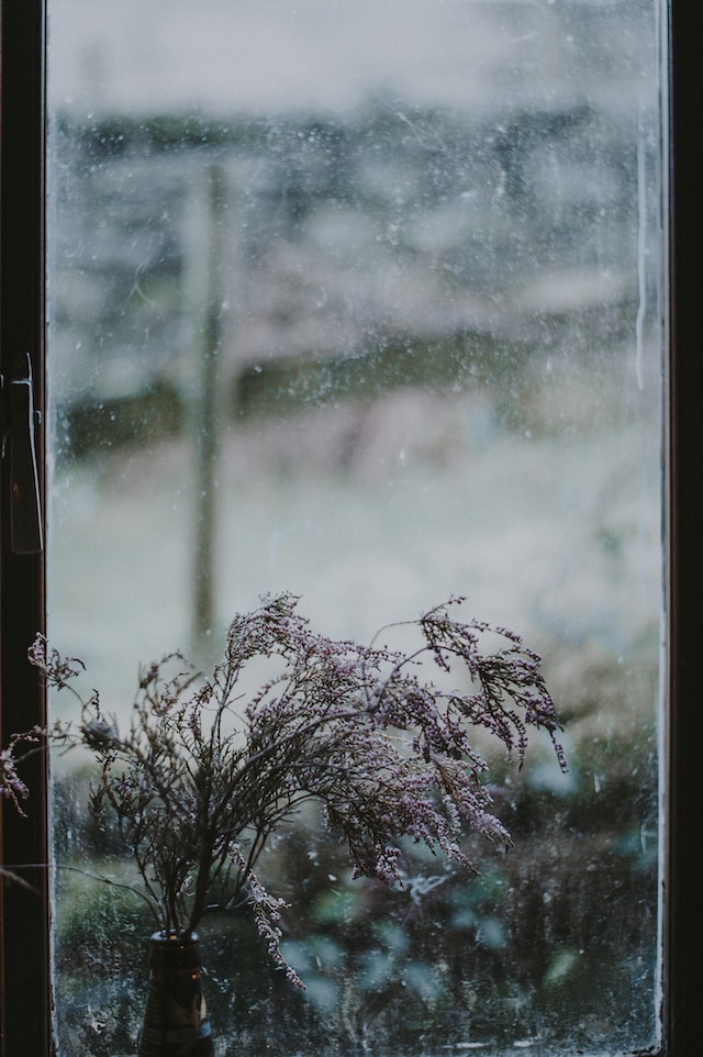 Ein getrockneter Strauch vor einem leicht verdreckten Fenster