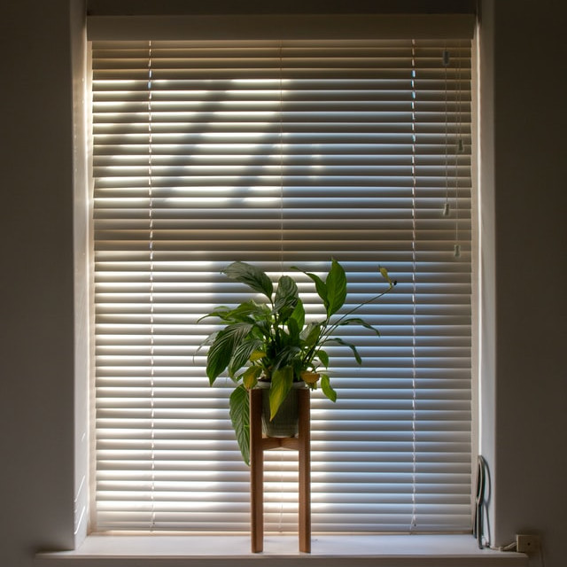 Eine Pflanze steht auf einem Fensterbrett