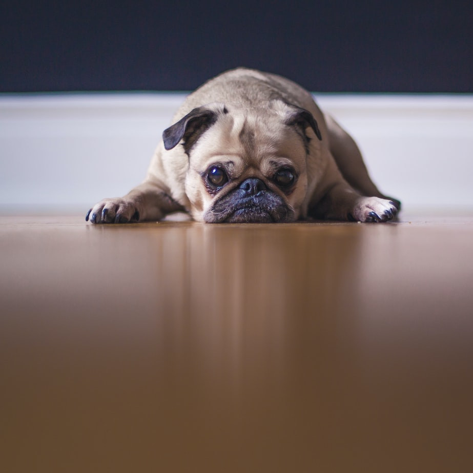 Ein Hund liegt auf dem Boden