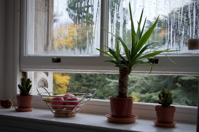 Pflanzen vor einem geöffneten Fenster, das beschlagen ist