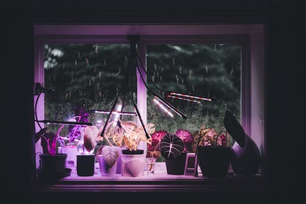 Auf einer Fensterbank steht eine Reihe an Topfpflanzen, die von UV-Lichtlampen bestrahlt werden