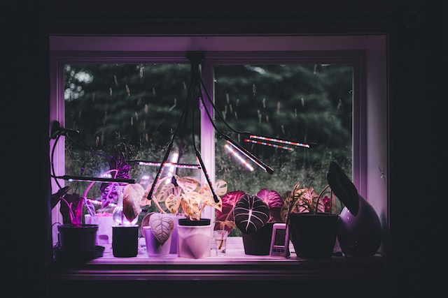 Auf einer Fensterbank steht eine Reihe an Topfpflanzen, die von UV-Lichtlampen bestrahlt werden