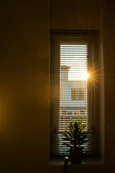 Sonnenstrahlen scheinen durch ein Fenster mit Jalousien und Zimmerpflanze.