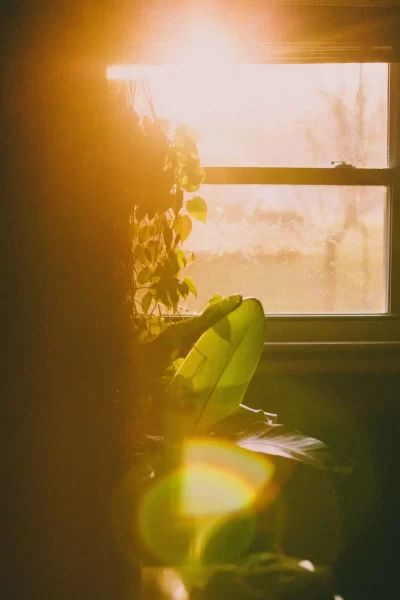 Fenster mit Zimmerpflanzen bei starkem Sonnenlicht
