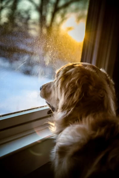 Hund blickt durch Fenster nach draußen auf Schnee
