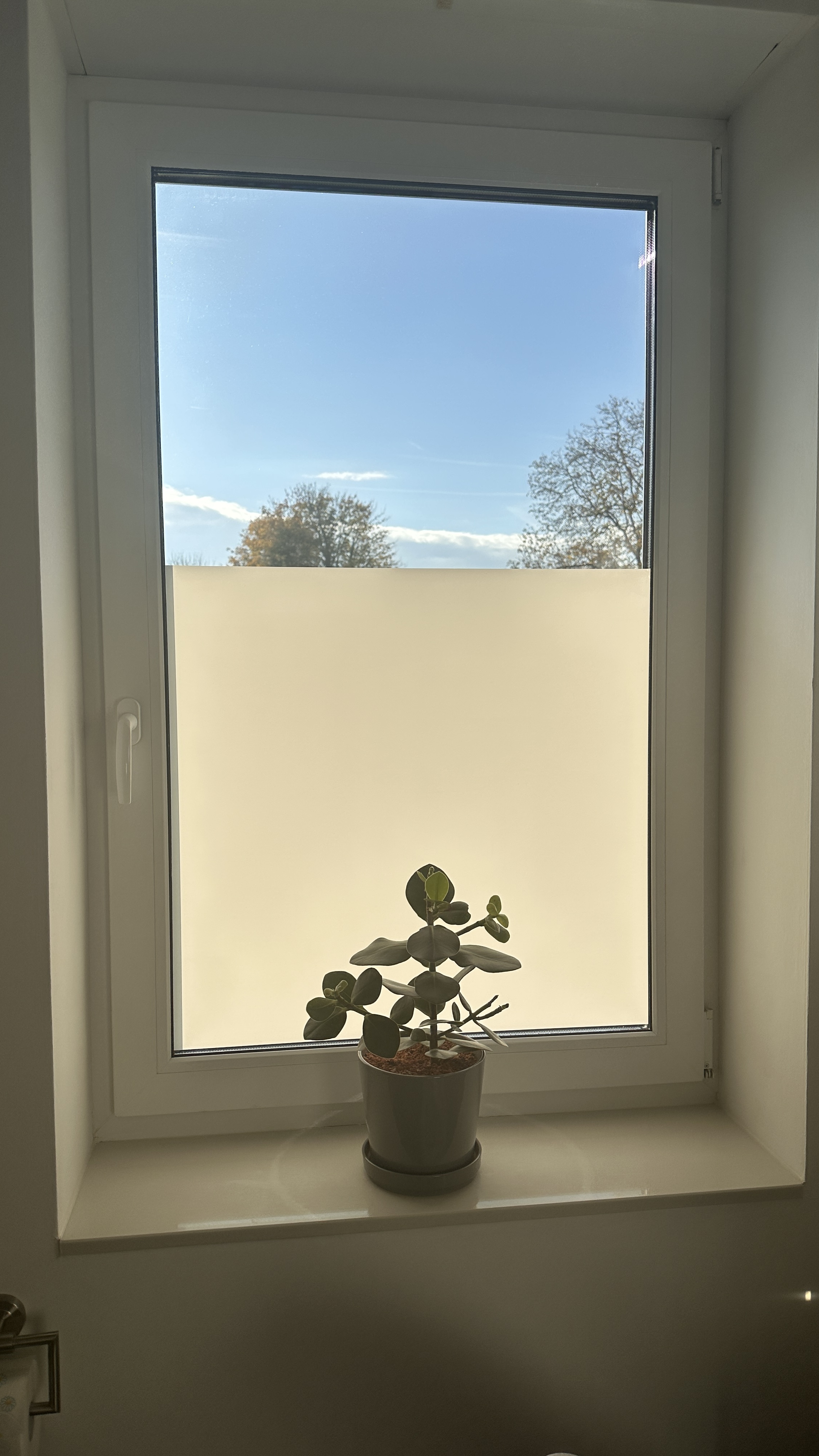 Sonnenlicht scheint durch blickdichte Fensterfolie
