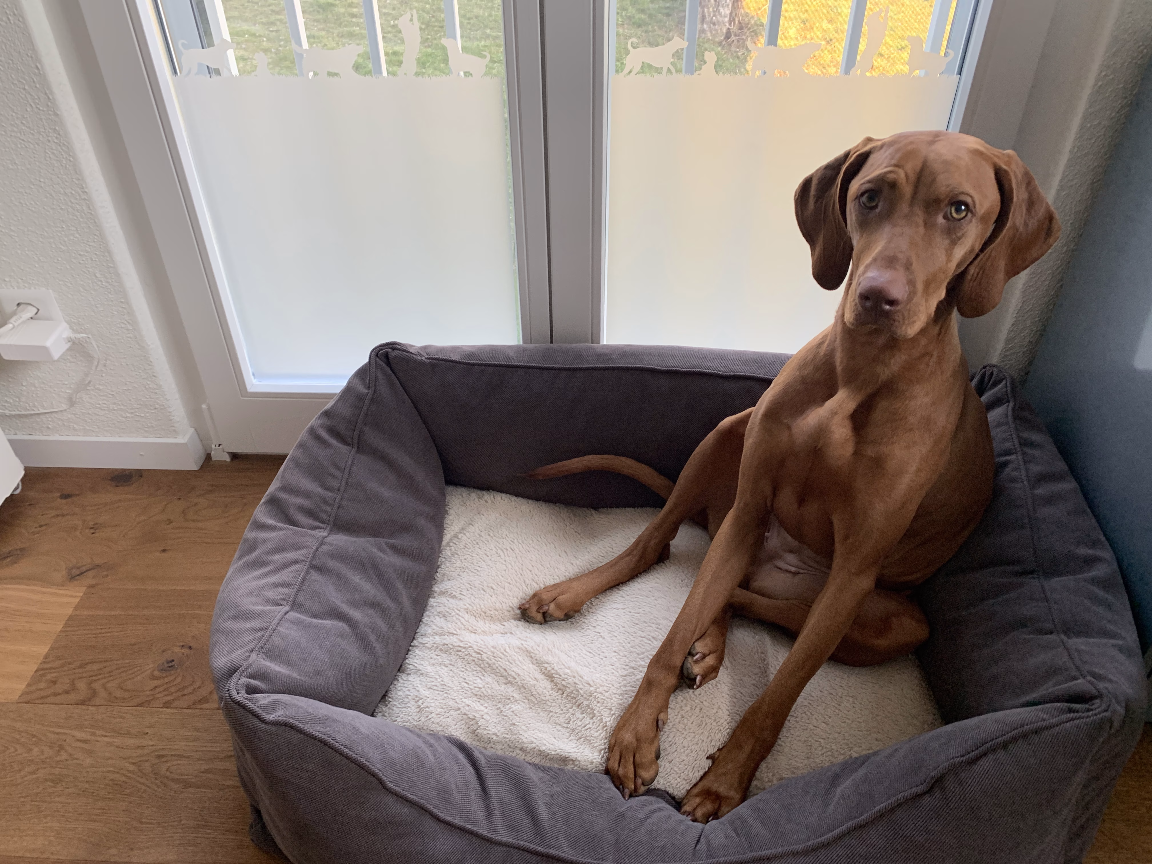 Glasdekor für Fenster mit Motiv Hunde Glasdekor für Fenster mit Motiv Hunde