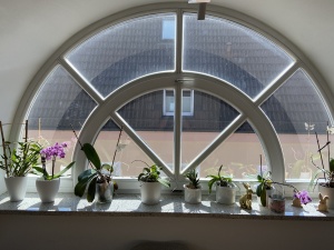 Mittlere Sonnenschutzfolie auf einem halbrunden Fenster angebracht