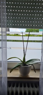 Glasdekor für Fenster, Streifen