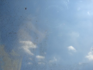 Bemooste Scheibe wurde rechts mit dem Glasschaber behandelt, links für den Vergleich noch nicht