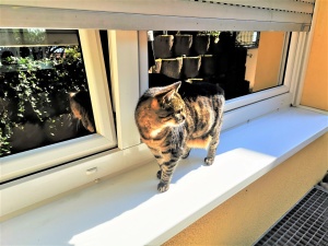 Dunkel silberne Spiegelfolie in der Außenansicht mit einer Katze im Vordergrund